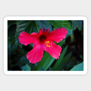 Pink Flower Magnet